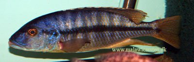 Taeniochromis Holotaenia