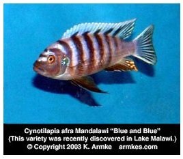 Cynotilapia Afra Blue and Blue