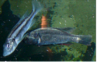 The Haplochromis Genus
