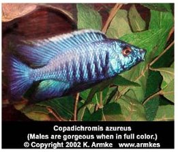 Copadichromis Azureus