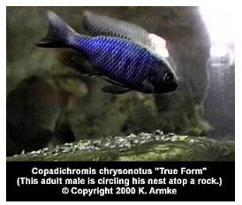Copadichromis Chrysonotus