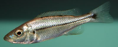 Dimidiochromis Dimidiatus