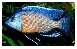 Dimidiochromis Kiwinge