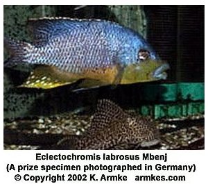 Eclectochromis Labrosus Mbenji