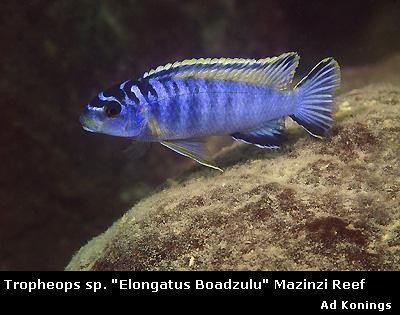 Pseudotropheus Elongatus Boadzulu
