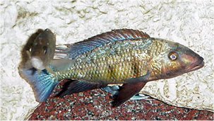 Fossorochromis Rostratus