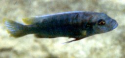 Genyochromis Mento