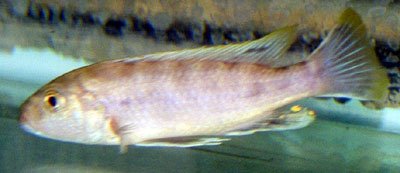 Genyochromis Mento