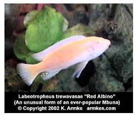 Labeotropheus Trewavasae Red Albino