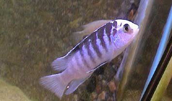 Labidochromis Chisumulae