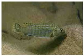Labidochromis Flavigulis