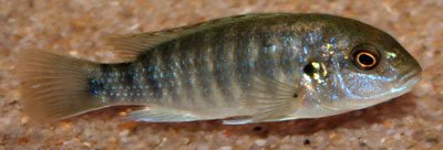 Labidochromis Freibergi