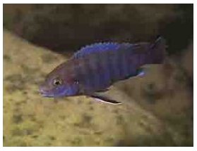 Labidochromis Ianthinus
