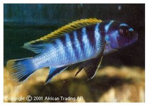 Labidochromis Kimpuma Mbamba