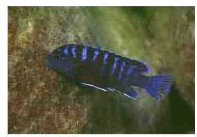 Labidochromis Lividus