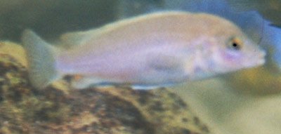 Labidochromis Pallidus