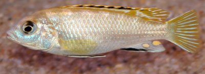Labidochromis Perlmutt