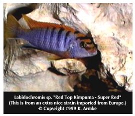 Labidochromis Red Top Kimpuma