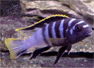 Labidochromis Species Mbamba
