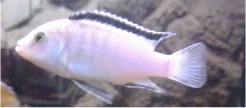 Labidochromis Caeruleus White