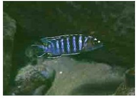 Labidochromis Zebra Eastern