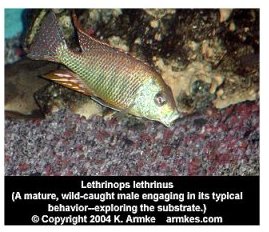 Lethrinops Lethrinus