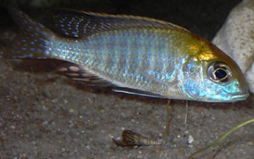 Lethrinops Species Nkhata Bay