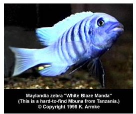 Maylandia Zebra White Blaze Manda
