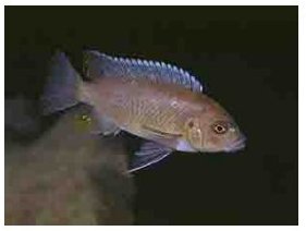 Melanochromis Brown