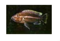 Melanochromis Chipokae