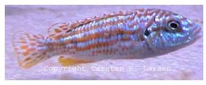 Melanochromis Exasperatus