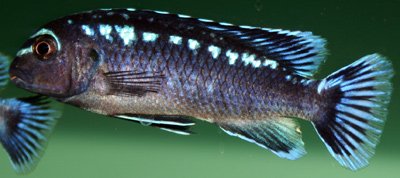 Melanochromis Interruptus