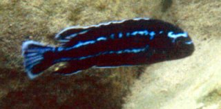 Melanochromis Johannii Eastern