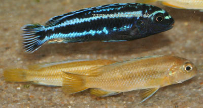 Melanochromis Johannii