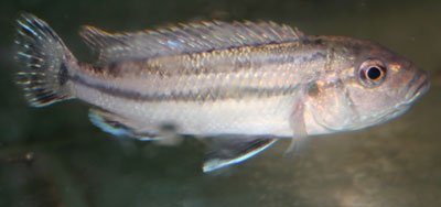 Melanochromis Lepidiadaptes