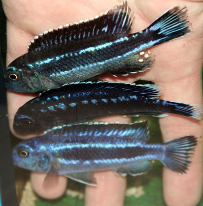 Melanochromis Difference