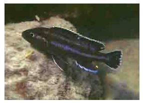 Melanochromis Melanopterus