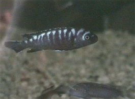 Melanochromis Neon Spot