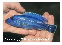 Melanochromis Northern Blue