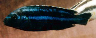 Melanochromis Parallelus