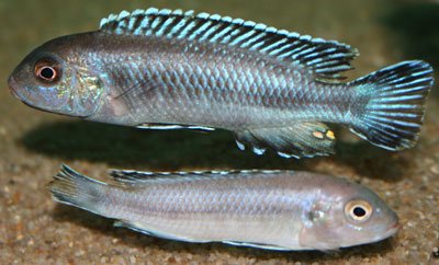Melanochromis Perileucos