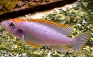 Melanochromis Perspicax
