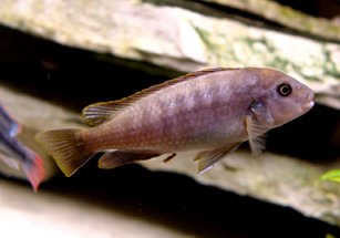 Melanochromis Perspicax