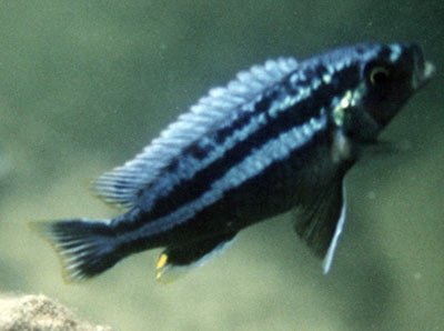 Melanochromis Vermivorus