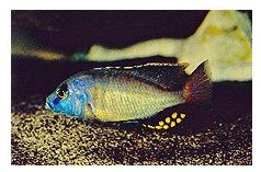 Naevochromis Chrysogaster