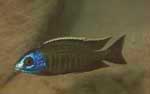 Nyassachromis Breviceps