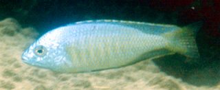Nyassachromis Conophoross