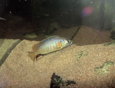 Nyassachromis Leuciscus