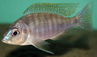 Nyassachromis Microcephalus