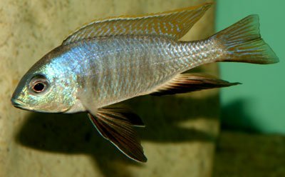 Nyassachromis Prostoma